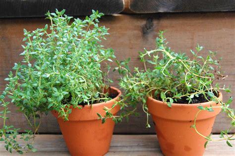 How to Grow Thyme Indoors