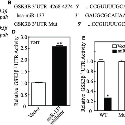 Mir 137 Inhibited Gsk3b Protein Translation By Directly Targeting Gsk3b