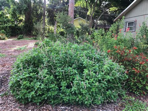 Dwarf Yaupon Holly, Ilex vomitoria 'Schillings Dwarf' — Florida Native