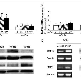 Wnts Increase Bmp Mrna And Protein Expression In Pca Cells C B Cells