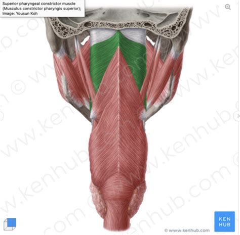 Muscles Of Soft Palate And Pharynx Flashcards Quizlet