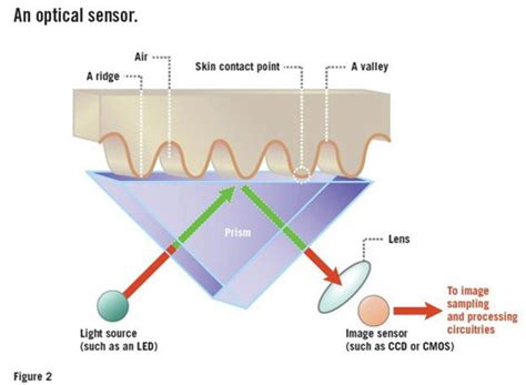 How Do Fingerprint Scanners Work Make Tech Easier