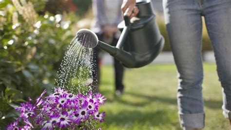 Descubra O Melhor Horário Para Regar As Suas Plantas Flor Da Suissa