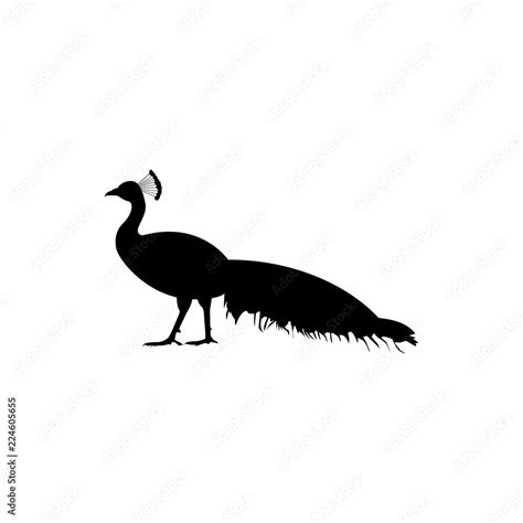 peacock vector silhouette Stock Vector | Adobe Stock