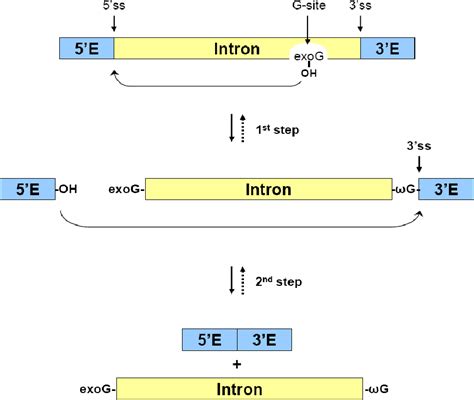 Group I intron splicing | Semantic Scholar