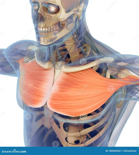 Medical Muscle Illustration Of The Pectoralis Major Stock Illustration