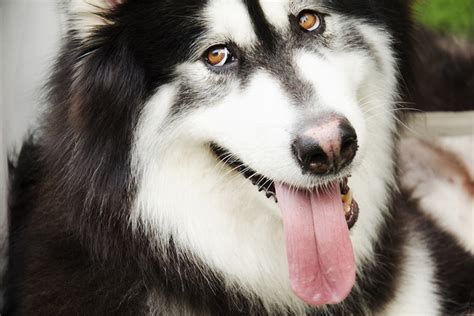 How To Care for an Alaskan Malamute | ASPCA Pet Health Insurance