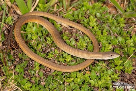 Chamaesaura anguina - Cape Grass Lizard