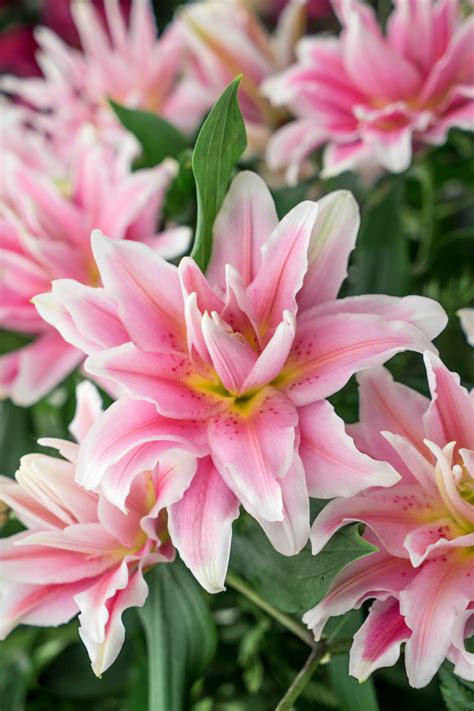 Roselily 'Natalia' | Lirios