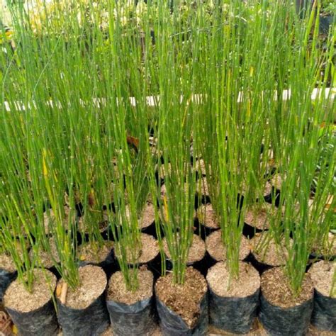 Jual Tanaman Hias Bambu Air I Bambu Hoki I Ekor Kuda I Equisetum