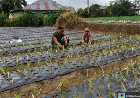 Lakukan Pendampingan Kepada Petani Bawang Daun Babinsa Bantu Wujudkan