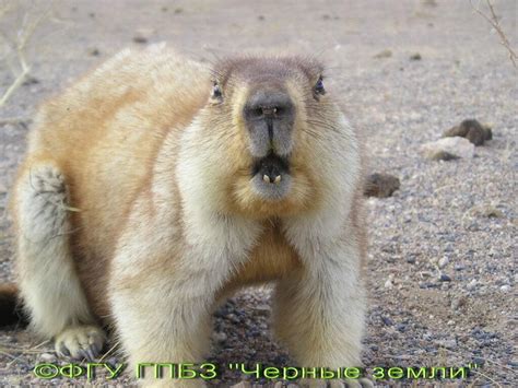 Животный мир