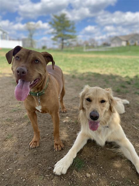 Doggie Daycare Service | Butler, PA | Whispering Winds Boarding Kennel