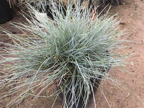 Blue Fescue Lawn