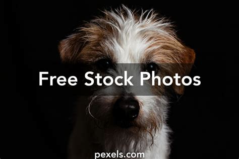 Dog Pfp Photos Download The Best Free Dog Pfp Stock Photos And Hd Images