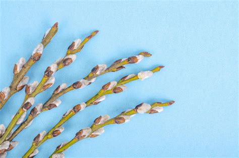 Pussy Willow Branches On Blue Background Photo Stock Photo At Vecteezy