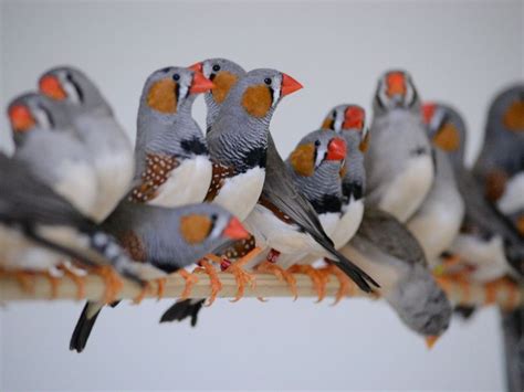 Motherless Male Zebra Finches Prefer Same Sex Mates Live Science