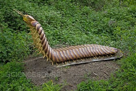 Prehistoric Giant Centipede Fossil