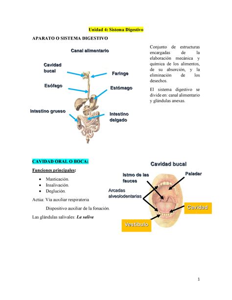 Sistema Digestivo Resumen Gray S Anatomy For Students Unidad