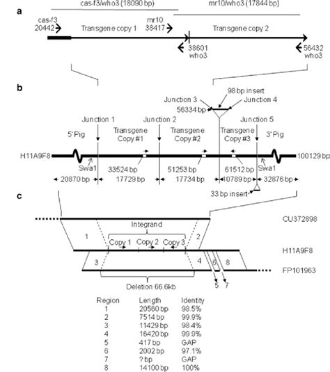 Structure Of The Phytase Transgene Integration Site In Chromosome 4 A