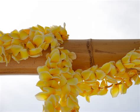 Yellow Plumeria Hawaiian Lei | La Tulipe floral designs