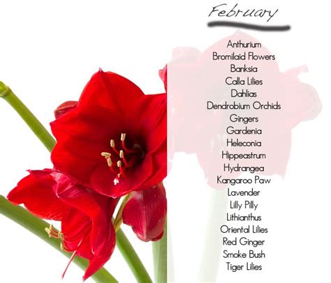 What flowers are available in season, February | Seasonal flowers, Wedding saving, Tiger lily