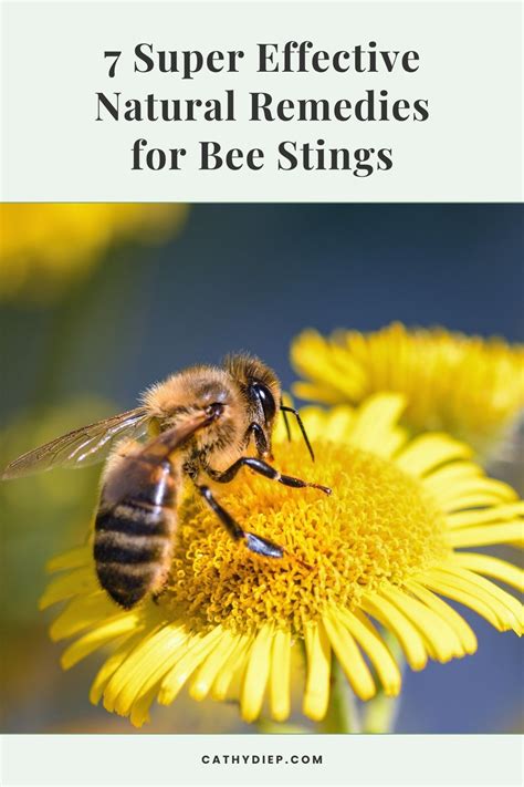 Best 13 7 Proven Remedies to Soothe a Bee Sting Fast – Artofit
