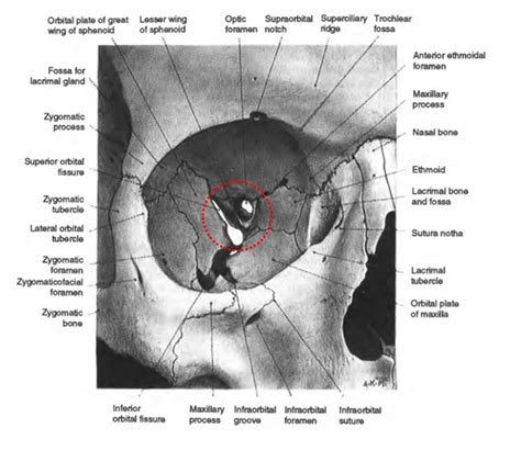 Orbital Apex Anatomy