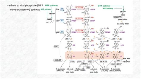 Biosyntesis Of Cytokinins And Gibberalins Ppt