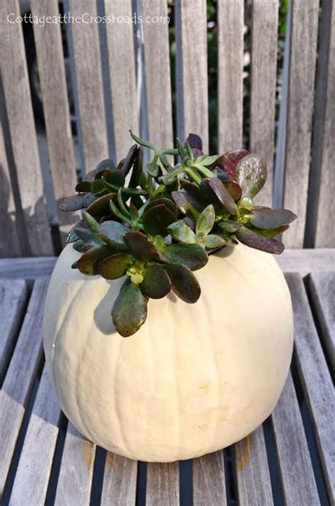 Pumpkin Succulent Centerpiece Live Creatively Inspired