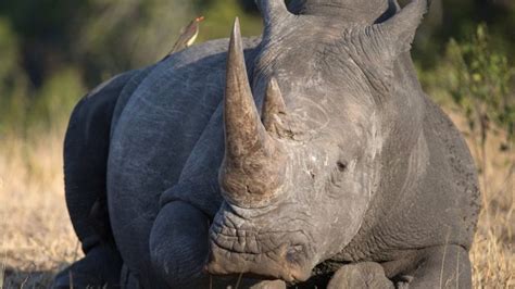 Rhino Poaching In South Africa Falls During Covid Lockdown Bbc News