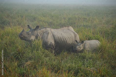 Endangered indian rhinoceros in the nature habitat of Kaziranga ...