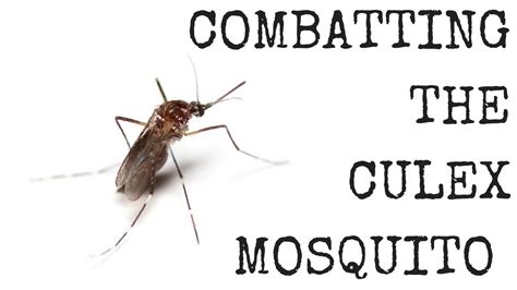 Combatting The Culex Mosquito Youtube