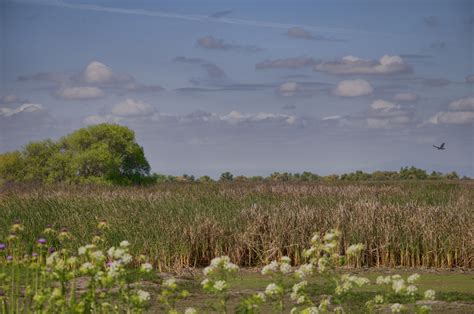 Painted Wetland Landscape Free Stock Photo Public Domain Pictures