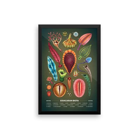 Ediacaran biota framed print – Studio 252MYA