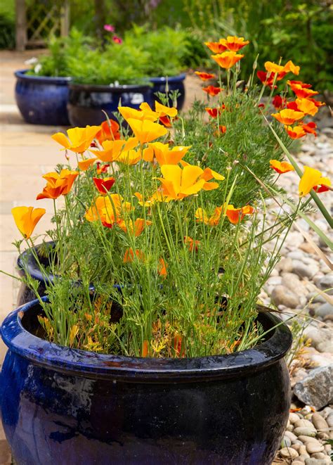 The 8 best flowers to grow in pots in full sun | Livingetc