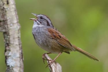 American Swamp Sparrows Have Sung the Same Song for 1,000 Years