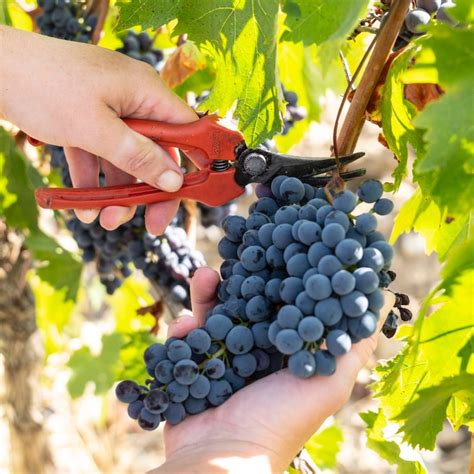 Historic Italian Winery Frescobaldi Makes the Quintessential Tuscan