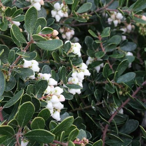 Arctostaphylos Emerald Carpet Emerald Carpet Manzanita Santa