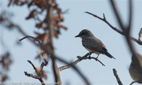 Kingbird Cassin S Tyrannus Vociferans Mexico World Bird Photos