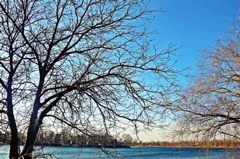 The Naked Trees Stock Photo Image Of Wood Trees Lake