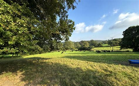 Rural Landscape With Fields And Distant Cows In Harden Yorkshire Uk