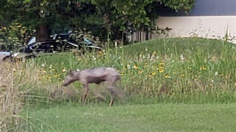 Chupacabra Caught On Camera In Houston If It Were Really Real