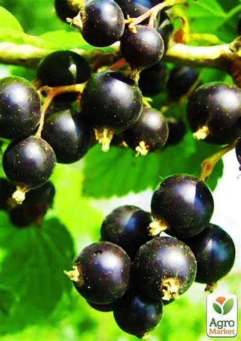 Смородина чорна "Чернеча" (середній термін дозрівання) купити поштою в ...