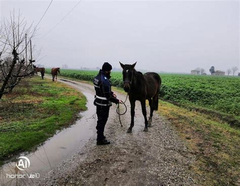 Cavalli In Fuga Recuperati Dai Vigili