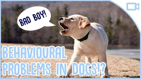 Common Behavioural Problems In Dogs Youtube