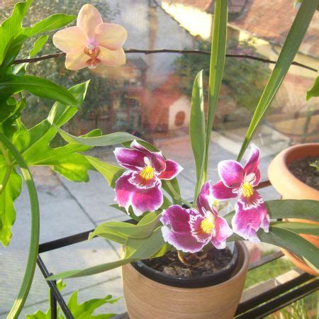 MILTONIA