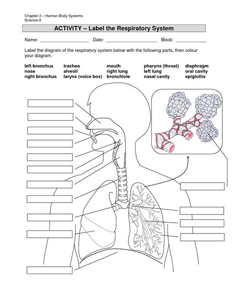 Respiratory System Labeling Activity