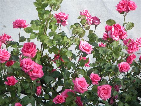 Pink Rose Garden
