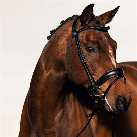 Buy Ps Of Sweden Flying Change Bridle Horzeeu